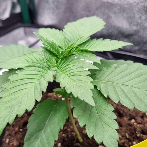 Pineapple Express growlog timeline photo
