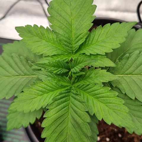 Pineapple Express growlog timeline photo