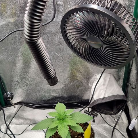 Pineapple Express growlog timeline photo