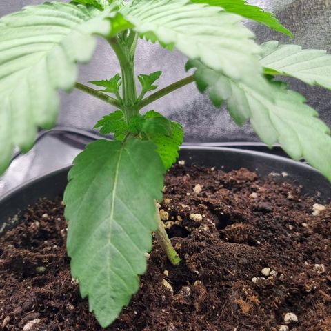 Pineapple Express growlog timeline photo