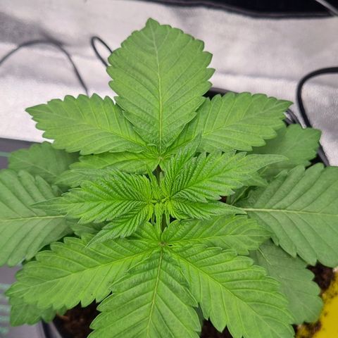 Pineapple Express growlog timeline photo