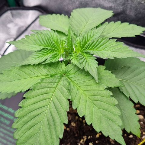 Pineapple Express growlog timeline photo