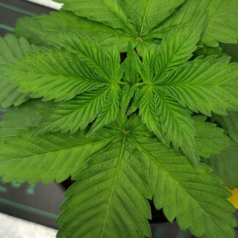 Pineapple Express growlog timeline photo