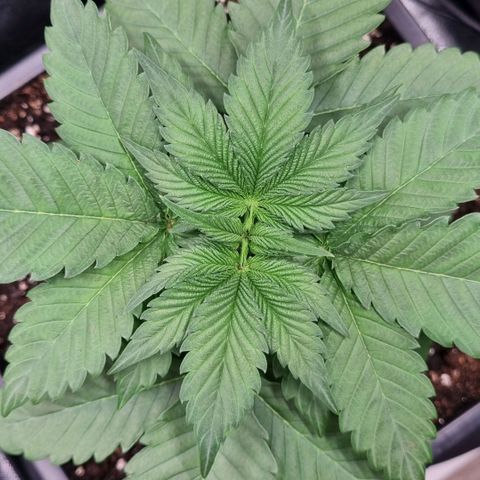 Pineapple Express growlog timeline photo