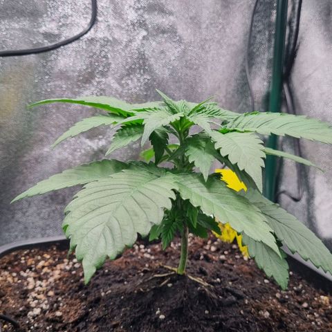 Pineapple Express growlog timeline photo