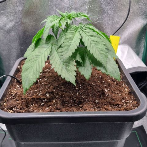 Pineapple Express growlog timeline photo