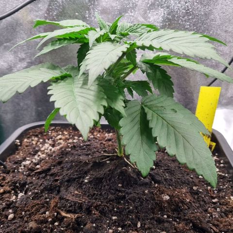 Pineapple Express growlog timeline photo