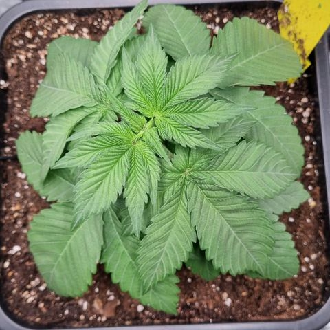 Pineapple Express growlog timeline photo