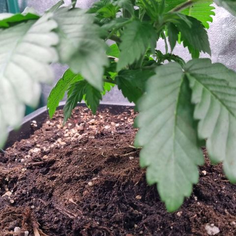 Pineapple Express growlog timeline photo