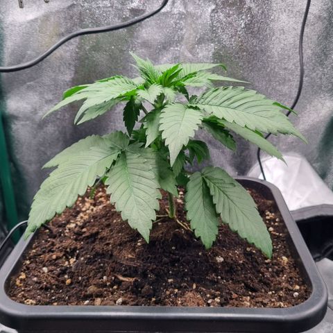 Pineapple Express growlog timeline photo