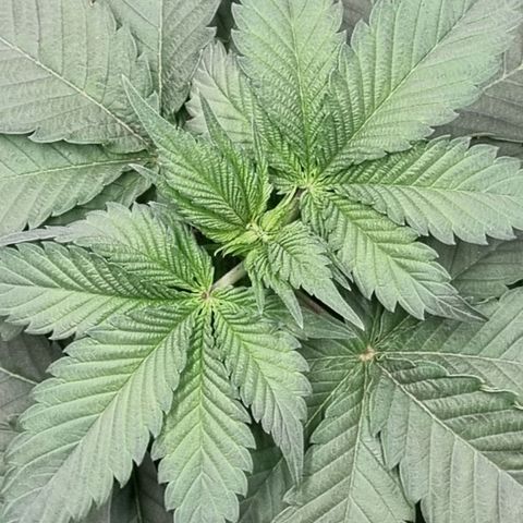 Pineapple Express growlog timeline photo