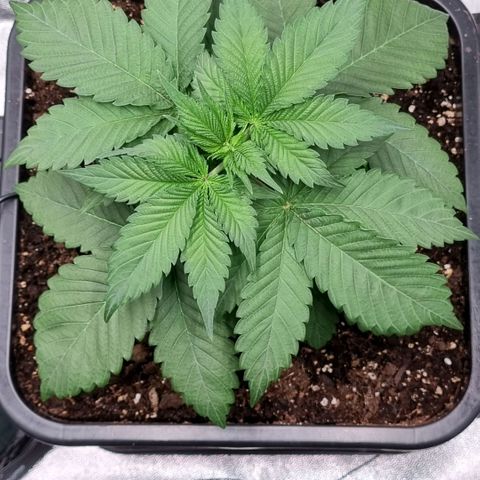 Pineapple Express growlog timeline photo