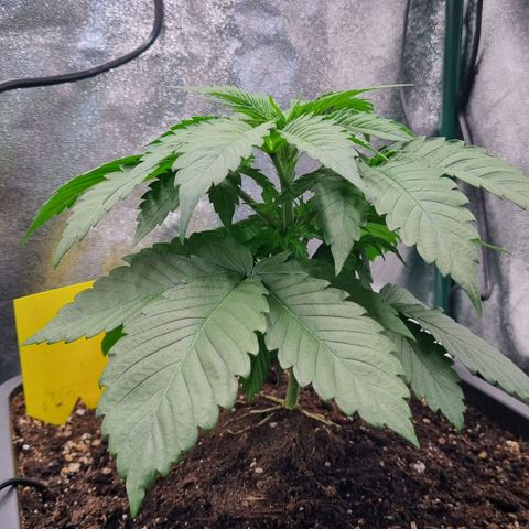 Pineapple Express growlog timeline photo