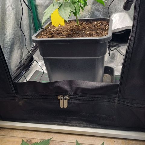 Pineapple Express growlog timeline photo
