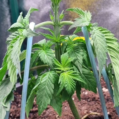 Pineapple Express growlog timeline photo