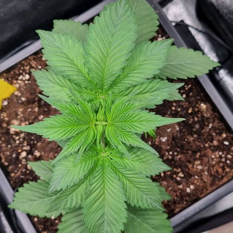 Pineapple Express growlog timeline photo