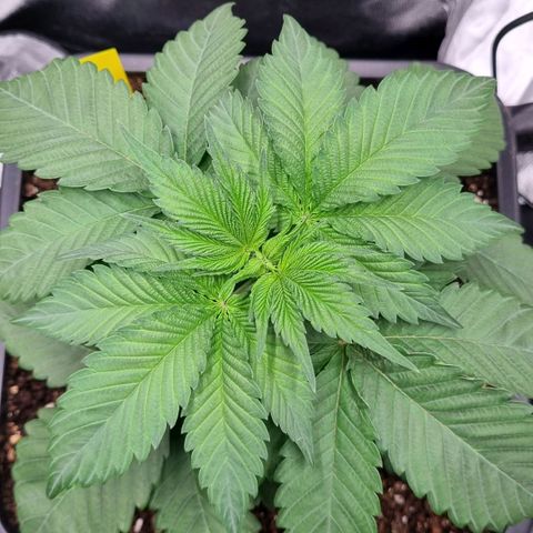 Pineapple Express growlog timeline photo