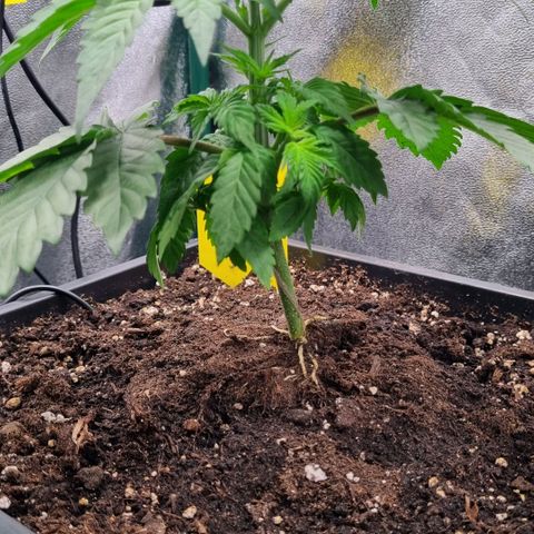 Pineapple Express growlog timeline photo