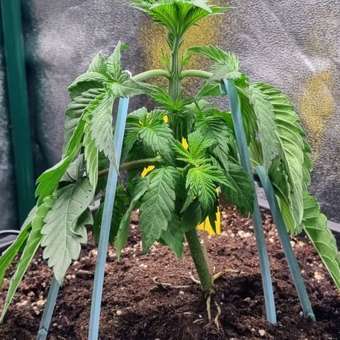 Pineapple Express growlog timeline photo