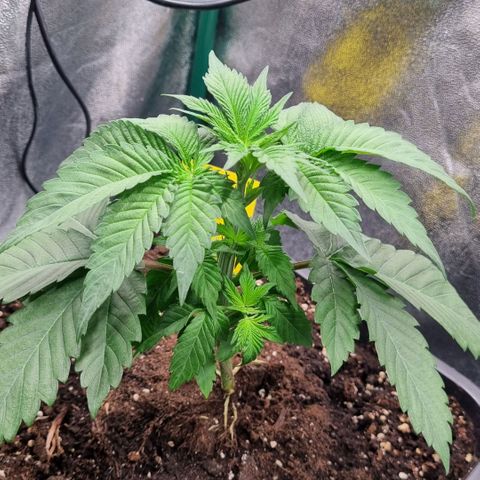 Pineapple Express growlog timeline photo