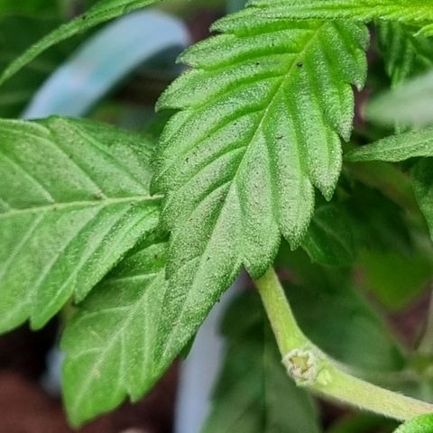 Pineapple Express growlog timeline photo