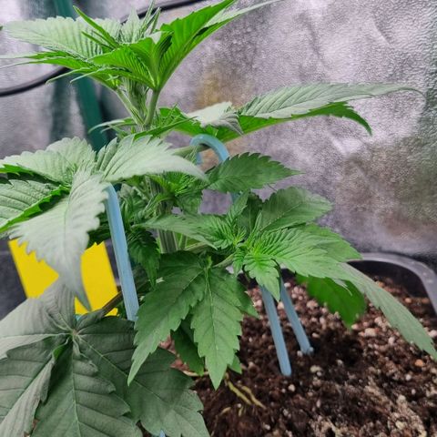 Pineapple Express growlog timeline photo