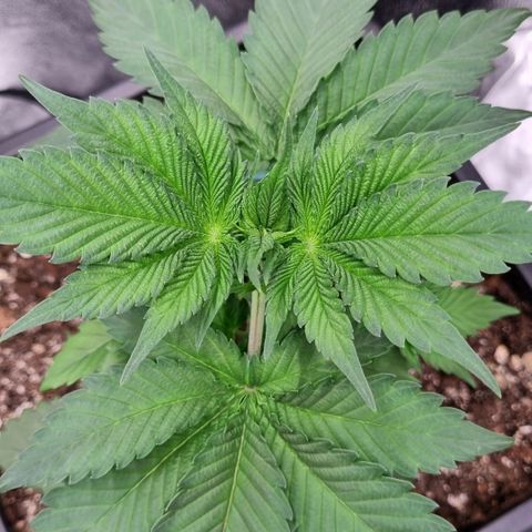 Pineapple Express growlog timeline photo