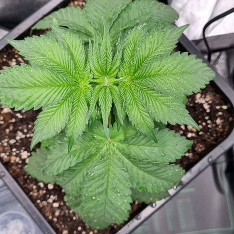 Pineapple Express growlog timeline photo