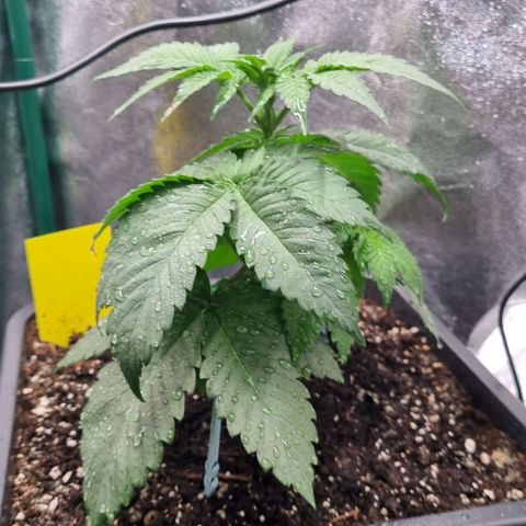 Pineapple Express growlog timeline photo