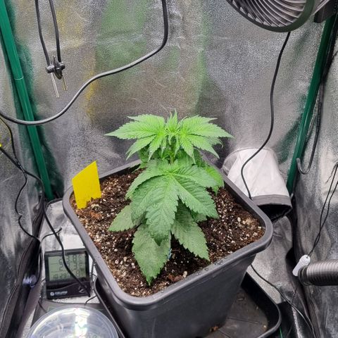 Pineapple Express growlog timeline photo