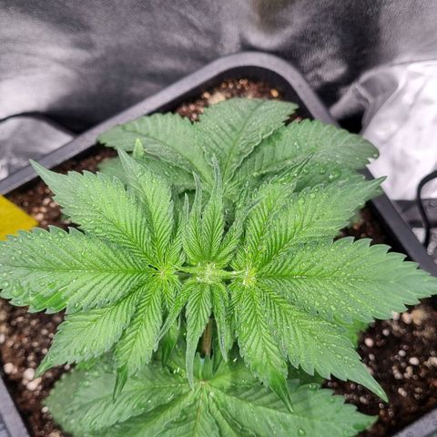Pineapple Express growlog timeline photo