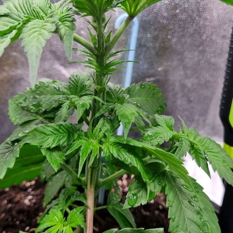 Pineapple Express growlog timeline photo