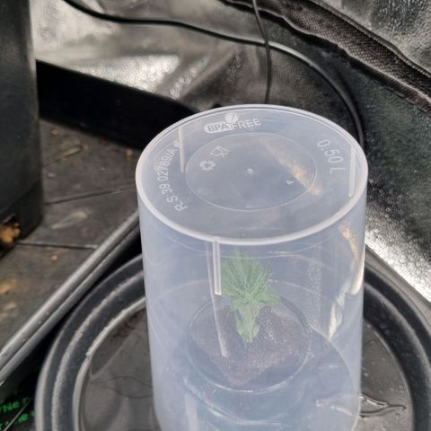 Pineapple Express growlog timeline photo