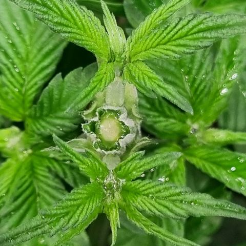 Pineapple Express growlog timeline photo