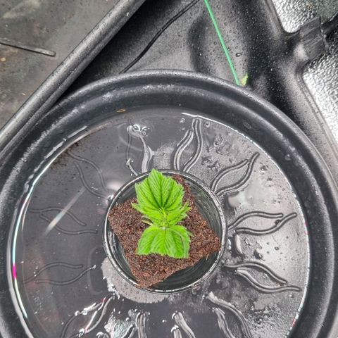 Pineapple Express growlog timeline photo