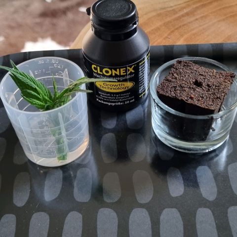 Pineapple Express growlog timeline photo