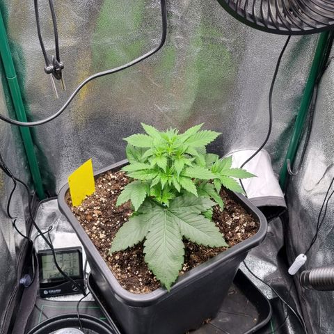 Pineapple Express growlog timeline photo
