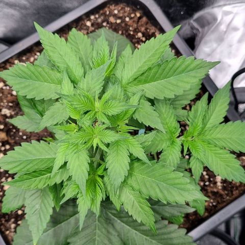 Pineapple Express growlog timeline photo