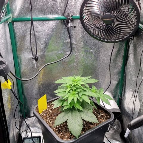 Pineapple Express growlog timeline photo