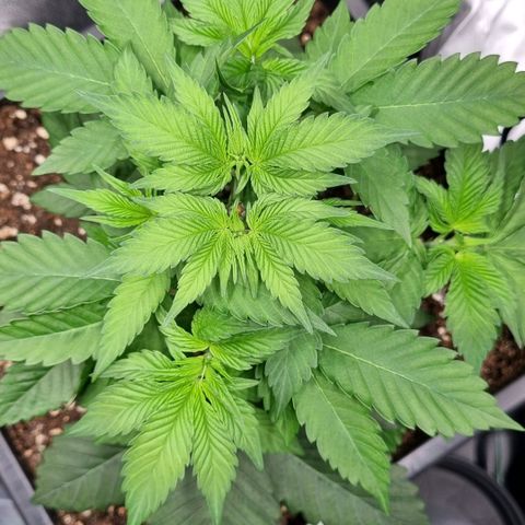 Pineapple Express growlog timeline photo