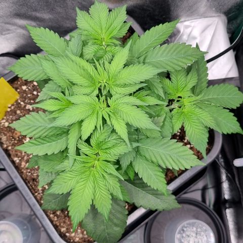 Pineapple Express growlog timeline photo