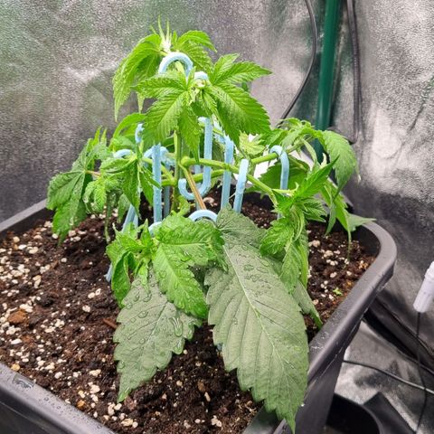 Pineapple Express growlog timeline photo