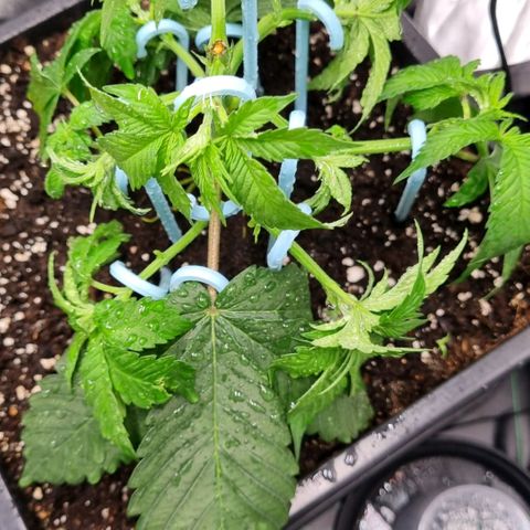 Pineapple Express growlog timeline photo