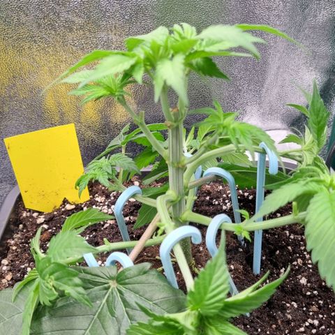 Pineapple Express growlog timeline photo