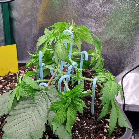 Pineapple Express growlog timeline photo