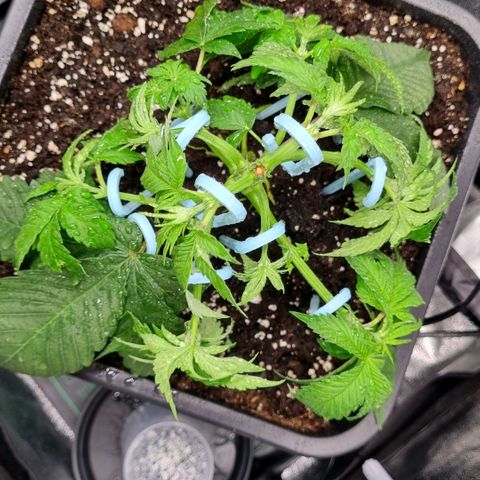 Pineapple Express growlog timeline photo