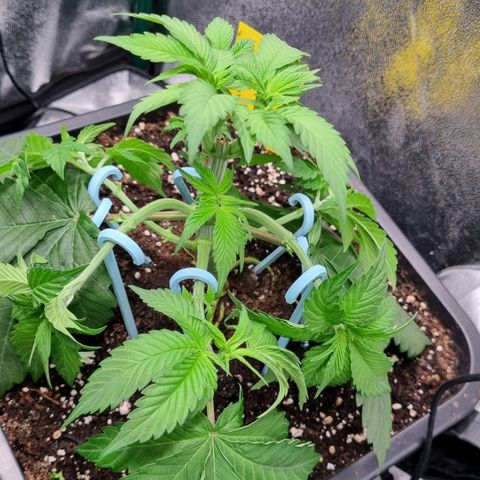 Pineapple Express growlog timeline photo