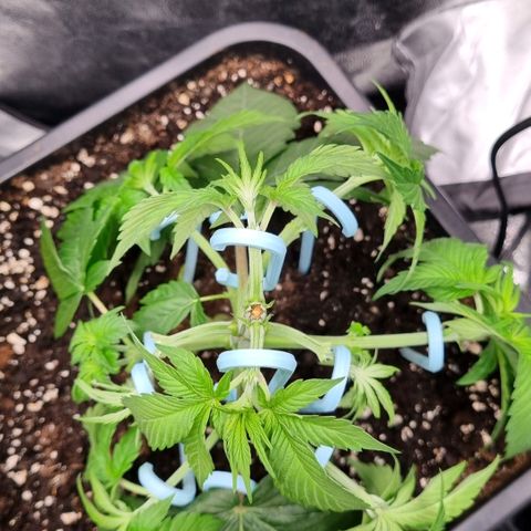 Pineapple Express growlog timeline photo