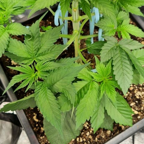 Pineapple Express growlog timeline photo
