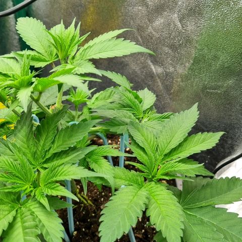 Pineapple Express growlog timeline photo
